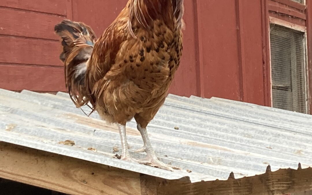 What is She Crowing About?