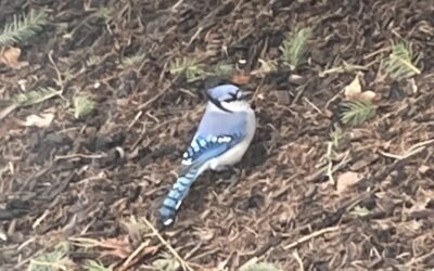 Waiting? Protecting? Resting?